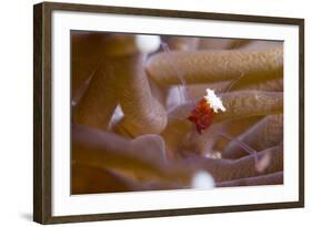 The Popcorn Shrimp-Louise Murray-Framed Photographic Print