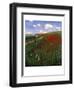 The Poppy Field-Paul von Szinyei-Merse-Framed Giclee Print