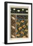 The poppy, Papaver somniferum, in wallpaper and fabric patterns. Lithograph by Verneuil.-null-Framed Giclee Print