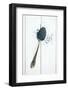 The Poppy Seed in Silver Spoon-jirkaejc-Framed Photographic Print