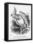 The Popular Poll-Parrot, 1866-John Tenniel-Framed Stretched Canvas