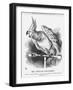 The Popular Poll-Parrot, 1866-John Tenniel-Framed Giclee Print