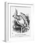 The Popular Poll-Parrot, 1866-John Tenniel-Framed Giclee Print