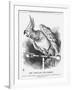 The Popular Poll-Parrot, 1866-John Tenniel-Framed Giclee Print