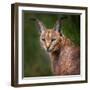 The Portrait of Caracal Snarling-abxyz-Framed Photographic Print