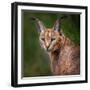 The Portrait of Caracal Snarling-abxyz-Framed Photographic Print