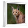 The Portrait of Caracal Snarling-abxyz-Framed Photographic Print