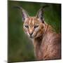 The Portrait of Caracal Snarling-abxyz-Mounted Photographic Print