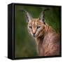 The Portrait of Caracal Snarling-abxyz-Framed Stretched Canvas