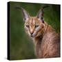 The Portrait of Caracal Snarling-abxyz-Stretched Canvas