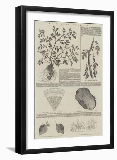 The Potato Murrain-null-Framed Giclee Print