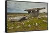 The Poulnabrone dolmen, prehistoric slab burial chamber, The Burren, County Clare, Munster, Republi-Nigel Hicks-Framed Stretched Canvas