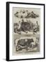 The Poultry and Cattle Show at Birmingham-Harrison William Weir-Framed Giclee Print