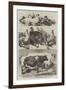 The Poultry and Cattle Show at Birmingham-Harrison William Weir-Framed Giclee Print