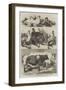 The Poultry and Cattle Show at Birmingham-Harrison William Weir-Framed Giclee Print