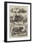 The Poultry and Cattle Show at Birmingham-Harrison William Weir-Framed Giclee Print