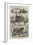 The Poultry and Cattle Show at Birmingham-Harrison William Weir-Framed Giclee Print