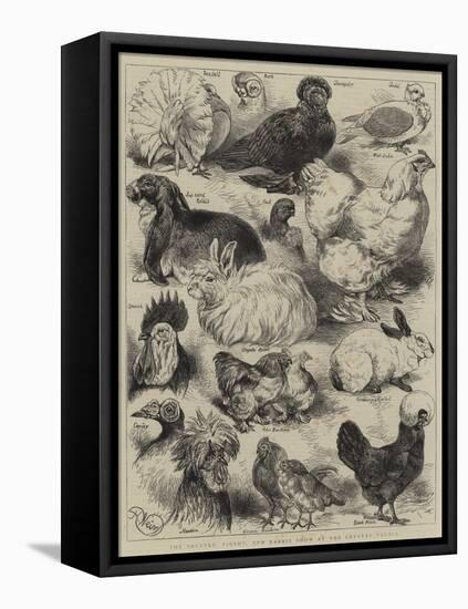 The Poultry, Pigeon, and Rabbit Show at the Crystal Palace-Harrison William Weir-Framed Stretched Canvas