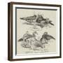 The Poultry Show at Birmingham, Ornamental Water-Fowl-null-Framed Giclee Print