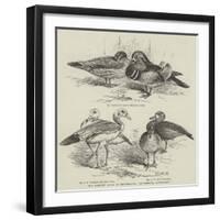 The Poultry Show at Birmingham, Ornamental Water-Fowl-null-Framed Giclee Print