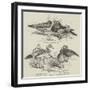 The Poultry Show at Birmingham, Ornamental Water-Fowl-null-Framed Giclee Print