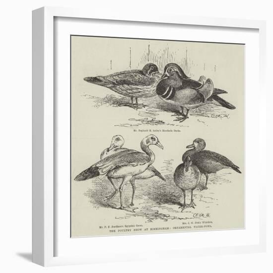 The Poultry Show at Birmingham, Ornamental Water-Fowl-null-Framed Giclee Print