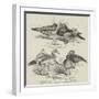 The Poultry Show at Birmingham, Ornamental Water-Fowl-null-Framed Giclee Print