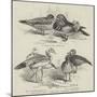 The Poultry Show at Birmingham, Ornamental Water-Fowl-null-Mounted Giclee Print
