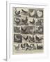 The Poultry Show at the Crystal Palace-Alfred Courbould-Framed Giclee Print