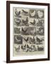 The Poultry Show at the Crystal Palace-Alfred Courbould-Framed Giclee Print