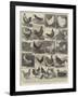 The Poultry Show at the Crystal Palace-Alfred Courbould-Framed Giclee Print