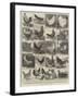 The Poultry Show at the Crystal Palace-Alfred Courbould-Framed Giclee Print