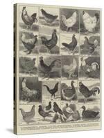 The Poultry Show at the Crystal Palace-Alfred Courbould-Stretched Canvas