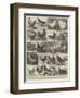 The Poultry Show at the Crystal Palace-Alfred Courbould-Framed Giclee Print