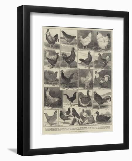 The Poultry Show at the Crystal Palace-Alfred Courbould-Framed Giclee Print