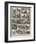 The Poultry Show at the Crystal Palace-Alfred Courbould-Framed Giclee Print