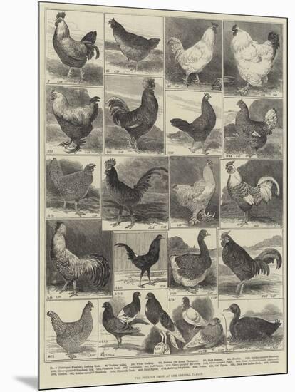 The Poultry Show at the Crystal Palace-Alfred Courbould-Mounted Giclee Print