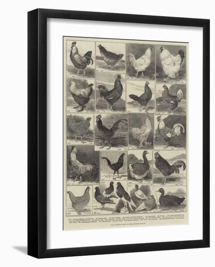 The Poultry Show at the Crystal Palace-Alfred Courbould-Framed Giclee Print