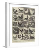 The Poultry Show at the Crystal Palace-Alfred Courbould-Framed Giclee Print