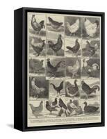 The Poultry Show at the Crystal Palace-Alfred Courbould-Framed Stretched Canvas