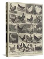 The Poultry Show at the Crystal Palace-Alfred Courbould-Stretched Canvas