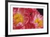 The Power of Petals-Irene Suchocki-Framed Limited Edition