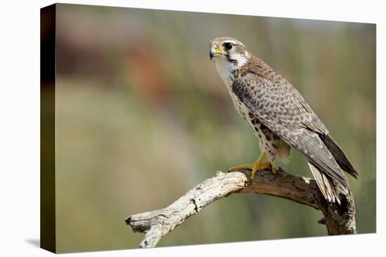 The Prairie Falcon Perched on a Dead Branch, Arizona, Usa-Richard Wright-Stretched Canvas