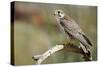 The Prairie Falcon Perched on a Dead Branch, Arizona, Usa-Richard Wright-Stretched Canvas