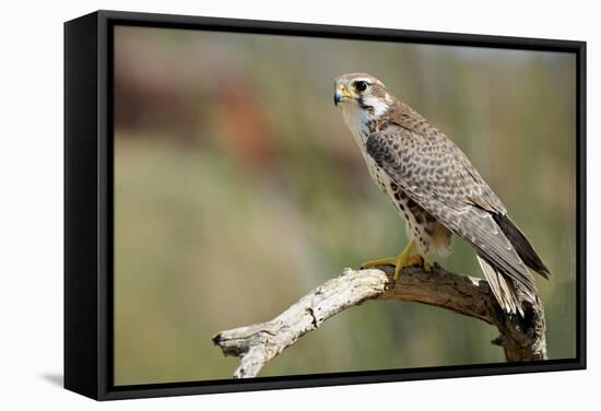 The Prairie Falcon Perched on a Dead Branch, Arizona, Usa-Richard Wright-Framed Stretched Canvas