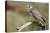 The Prairie Falcon Perched on a Dead Branch, Arizona, Usa-Richard Wright-Stretched Canvas