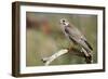 The Prairie Falcon Perched on a Dead Branch, Arizona, Usa-Richard Wright-Framed Photographic Print