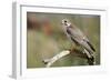 The Prairie Falcon Perched on a Dead Branch, Arizona, Usa-Richard Wright-Framed Photographic Print