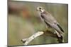 The Prairie Falcon Perched on a Dead Branch, Arizona, Usa-Richard Wright-Mounted Photographic Print