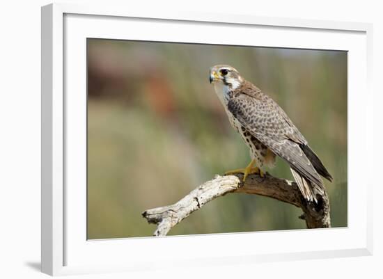 The Prairie Falcon Perched on a Dead Branch, Arizona, Usa-Richard Wright-Framed Photographic Print